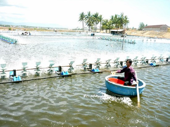 Ứng dụng khoa học công nghệ để hạn chế dùng kháng sinh trong nuôi trồng thủy sản. (24/5/2016)